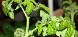 Pourquoi les plants de tomates se fanent et s'enroulent les feuilles et que faire
