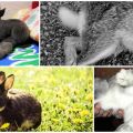 Redenen waarom de achterpoten van konijnen faalden en methoden voor behandeling en preventie