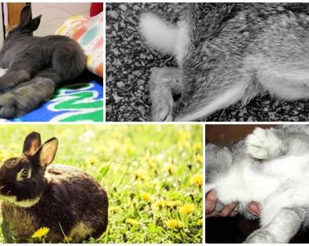 Tavşan arka ayaklarının başarısız olmasının nedenleri ve tedavi ve önleme yöntemleri