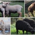 Descrierea celor 6 cele mai mici rase de ovine pitice și conținutul acestora
