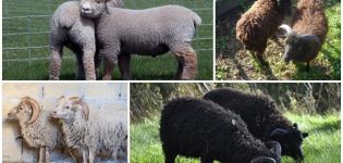 Descripción de las 6 razas de ovejas enanas más pequeñas y su contenido