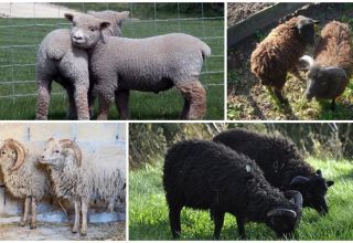 Descrizione delle 6 razze di pecore nane più piccole e del loro contenuto