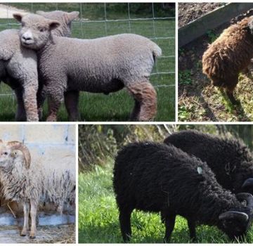 Popis 6 nejmenších plemen ovcí trpaslíků a jejich obsah