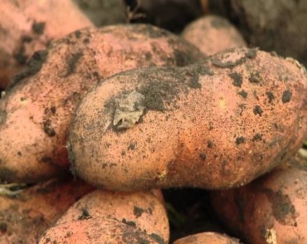 Bulvių veislės „Ankstyvas rytas“ aprašymas, jos ypatybės ir derlius