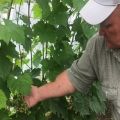 Vynuogių sodinimas, priežiūra ir auginimas Udmurtijoje, geriausių regiono veislių aprašymas