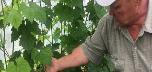 Sadzenie, pielęgnacja i uprawa winogron w Udmurcji, opis najlepszych odmian dla regionu