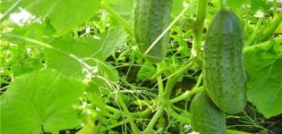 Description of the variety of cucumbers Swallow, features of cultivation and care