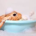 ¿Es posible bañar un conejo decorativo en casa?