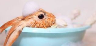 Evde dekoratif bir tavşanı yıkamak mümkün mü