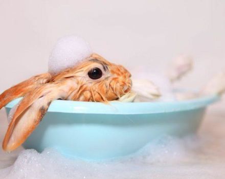 Is het mogelijk om thuis een decoratief konijn te wassen?