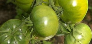 Opis sorte rajčice Smaragdni standard, njegove karakteristike i produktivnost