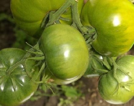 Opis odrody paradajok odrody Emerald, jej vlastnosti a produktivita