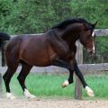 Popis a vlastnosti chovných koní hanoverského plemene