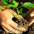 Cultivar alfàbrega a partir de llavors i cura al país en camp obert