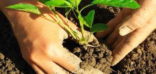 Coltivazione di basilico dai semi e cura in campagna in campo aperto