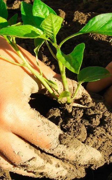 גידול בזיליקום מזרעים וטיפול במדינה בשדה הפתוח