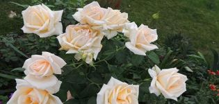 Beskrivelse af hybride te-rosesorter Versilia, dyrkningsteknologi