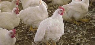 Descripción y características de los pollos de engorde Iza Hubbard, reglas de reproducción.