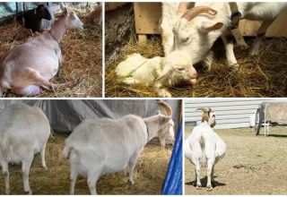Cómo y por cuánto es correcto ejecutar una cabra antes de parir, trucos y problemas de la vida