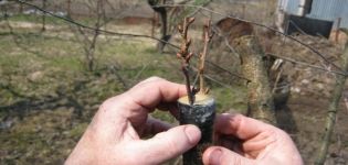 Podrobný návod, jak správně zasadit třešně do višní a načasování postupu pro začátečníky