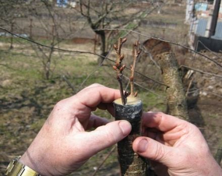 Αναλυτικές οδηγίες για το πώς να φυτεύετε σωστά τα κεράσια στα κεράσια και το χρονοδιάγραμμα της διαδικασίας για αρχάριους