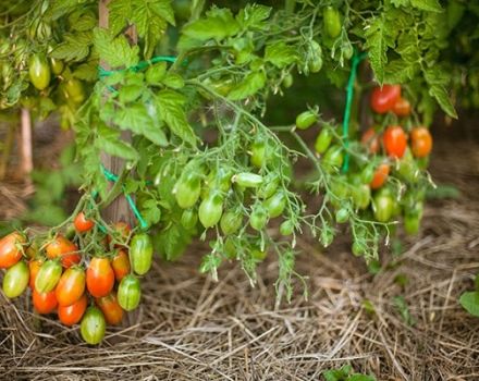 Kelebek domates çeşidinin tanımı, özellikleri ve verimliliği