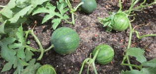 Technologie voor het kweken van watermeloenen in het open veld, bodemselectie, vorming en verzorging