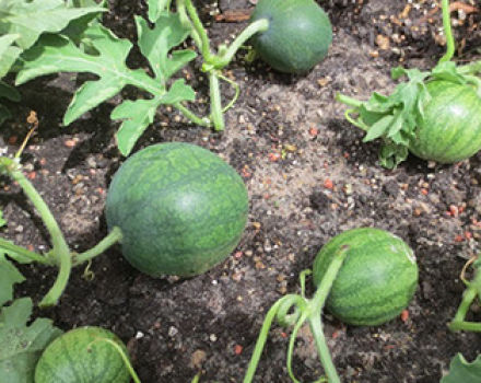 Technology for growing watermelons in the open field, soil selection, formation and care
