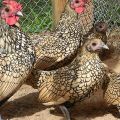 Opis i karakteristike pasmine kokoši sibright, uvjeti držanja