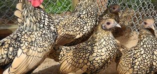 Beskrivelse og karakteristika for den fibrøse kyllingras, tilbageholdelsesbetingelser