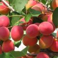 Beskrivelse af abrikosvaren Saratov Ruby, egenskaber og pollinerende stoffer