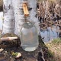 When and how to properly collect birch sap in 2020 and product storage