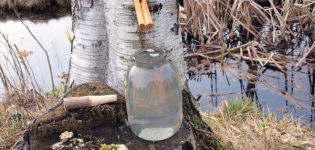 When and how to properly collect birch sap in 2020 and product storage