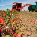 Cómo cultivar y cuidar adecuadamente los tomates en campo abierto en la región de Moscú