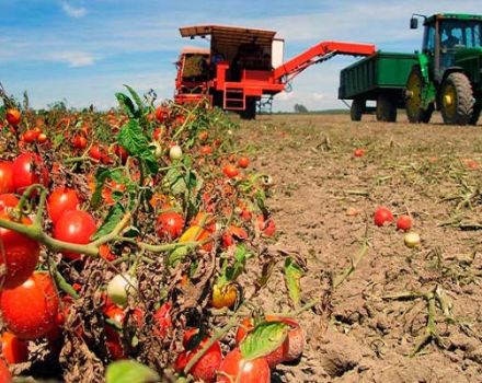 Wie man Tomaten auf freiem Feld in der Region Moskau richtig anbaut und pflegt