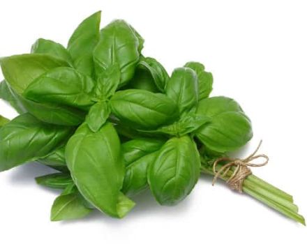 TOP 10 recipes for how to properly prepare basil for the winter at home
