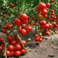 Sorten von niedrig wachsenden Tomaten für offenes Gelände ohne zu kneifen
