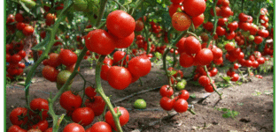 Lajit matalalla kasvavilla tomaatteilla avointa maata varten puristamatta