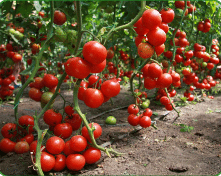 Variationer av lågväxande tomater för öppen mark utan klämma