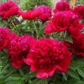 Description and characteristics of peony varieties Red Charm, cultivation and care