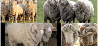 תיאור ומאפיינים של כבשים מגזע סטברופול, תזונה וגידול