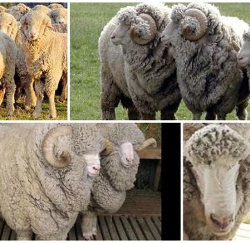 Mô tả và đặc điểm của cừu thuộc giống Stavropol, chế độ ăn uống và chăn nuôi