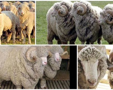 Stavropolio veislės avių aprašymas ir savybės, racionas ir veisimas