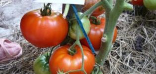 Características e descrição da variedade de tomate Khlebosolny, seu rendimento
