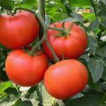 Caratteristiche e descrizione della varietà di pomodoro Bogata Khata, la sua resa