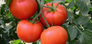 Egenskaber og beskrivelse af tomatsorten Bogata Khata, dens udbytte