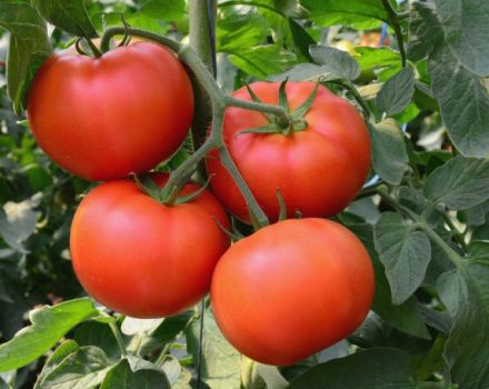 Caractéristiques et description de la variété de tomate Bogata Khata, son rendement