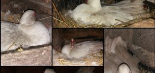 Hány napig tartó inkubációs kiskacsák kelnek ki a kacsa alatt és a tengelykapcsoló mérete
