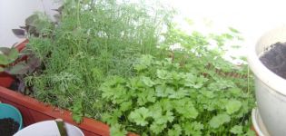 How to grow and care for parsley from seeds on a windowsill in winter