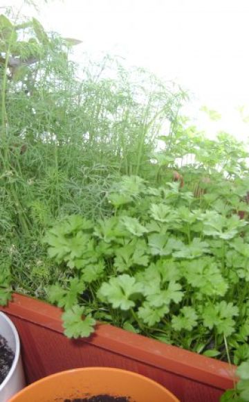 Com cultivar i cuidar el julivert a partir de llavors a l’ampit de l’hivern